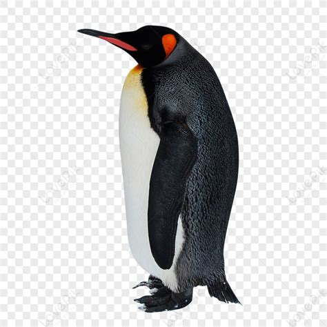 Penguin Eating Fish Clipart Background