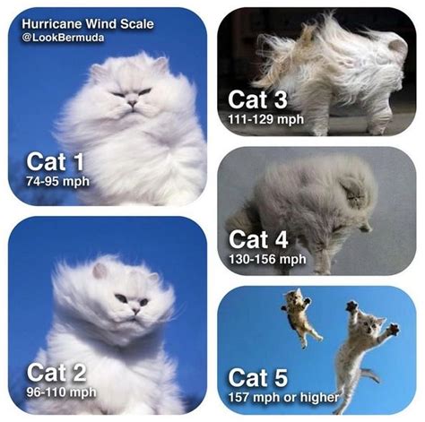 Hurricane Preparation - Know your Cats!