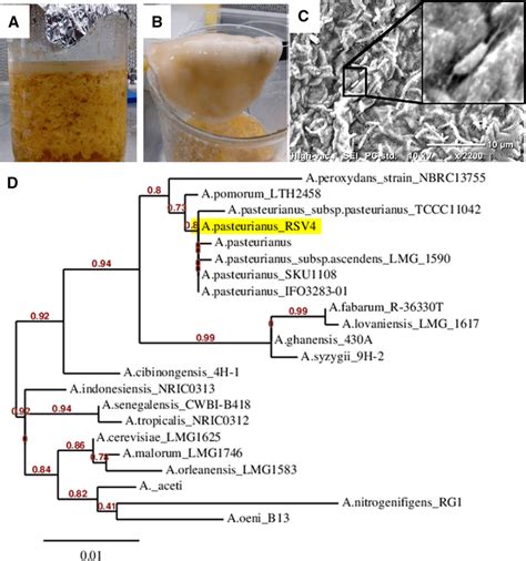 Isolation of potential bacterial cellulose producing microbe from ...