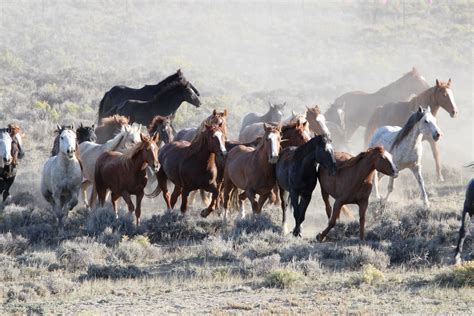 Wild Horses Free Stock Photo - Public Domain Pictures