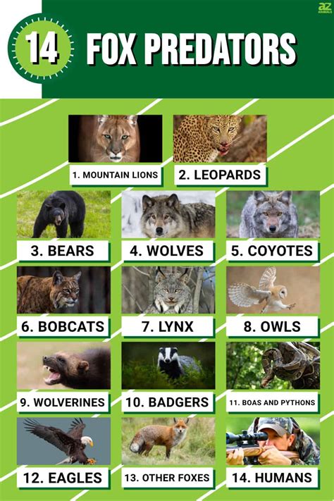 Fox Predators: What Eats Foxes? - A-Z Animals