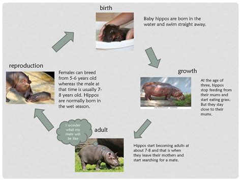 Hippo Life Cycle - How long until a Hippo is Full Grown? - Hippo Haven