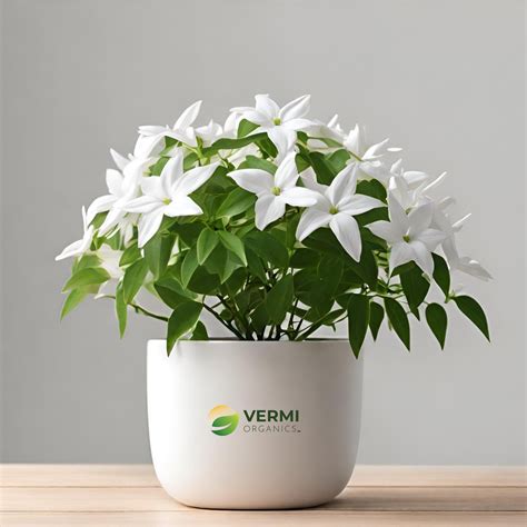 Buy Jasminum grandiflorum Plant online- Vermi Organics