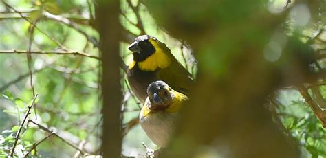 Cuban finches a lively addition | Otago Daily Times Online News