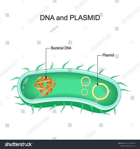 Bacterial Dna Structure