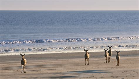 Deer on the beach #Kiawah Island | Kiawah island, Edisto island, Kiawah island sc