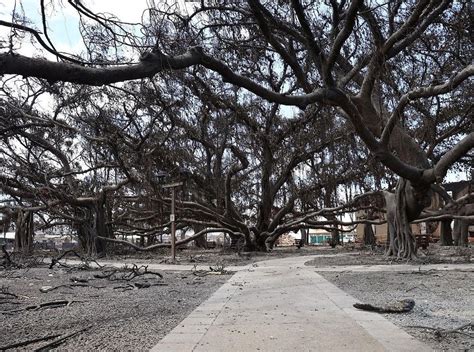 'Apocalypse' in paradise: Wildfires leave Hawaiian resort town of Lahaina devastated - August 11 ...