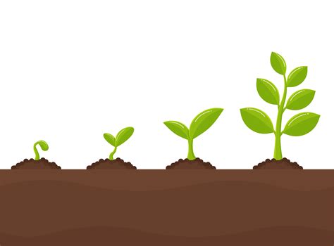 Tree growth Planting trees that sprout from seeds 680312 Vector Art at Vecteezy