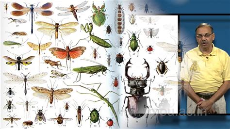 CLASSIFICATION OF INSECTA PART-02 - YouTube