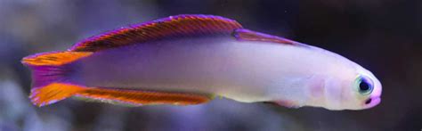 "Discover the Exquisite Dartfish: Size, Coloration, and Behavior"