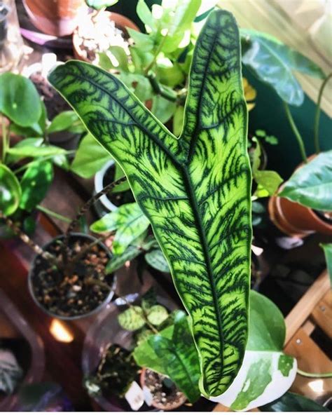 This alocasia zebrina reticulata is on the top of my wishlist 💚 . 📷 : @plantingpnw . . . . # ...