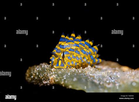 Leaf-sheep slug, Costasiella kuroshimae Stock Photo - Alamy