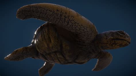 Sea Turtle - Download Free 3D model by pearrabi [f29a517] - Sketchfab