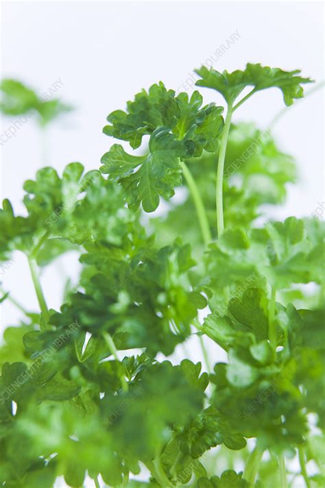 Parsley leaves - Stock Image - H110/3504 - Science Photo Library