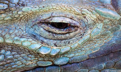 Iguana Eye | Will Burrard-Lucas