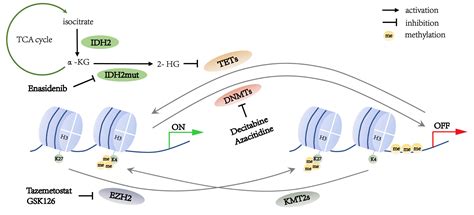 Methylation alterations and advance of treatment in lymphoma