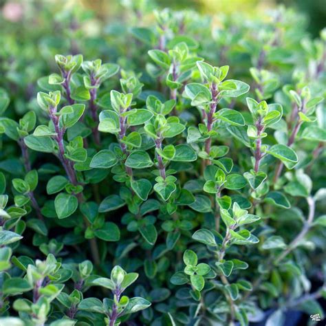 Oregano 'Italian' — Green Acres Nursery & Supply