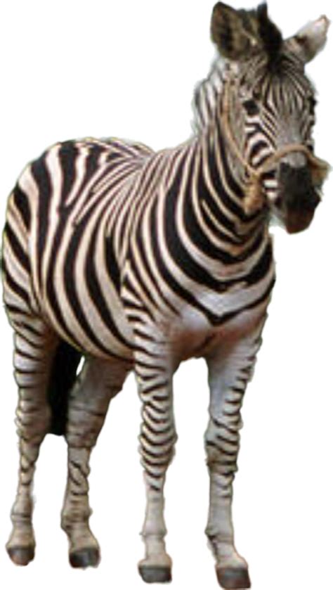 Stripes The Zebra (From Racing Stripes) by CyberMan001 on DeviantArt