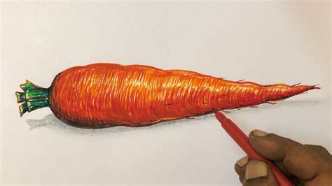 How to draw realistic carrot 🥕 | step by step for beginners - YouTube