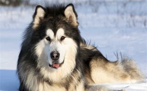 Alaskan Malamute Dog Breed Temperament And Personality - Playful and Child Friendly