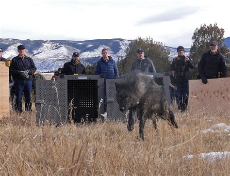 Map of Colorado wolf locations after reintroduction is released