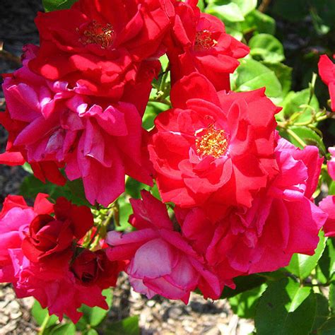 Rose Winnipeg Parks | Brecks Premium Bulbs