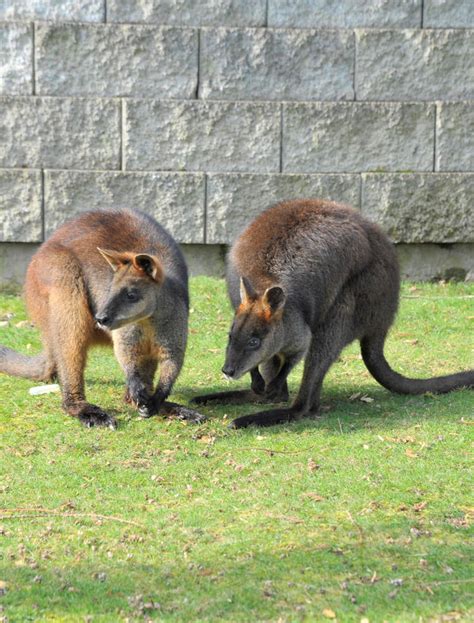 Swamp Wallaby - Cougar Mountain Zoo