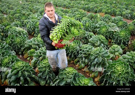 Brussel sprout harvest Stock Photo: 106240745 - Alamy