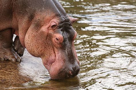 Hippo Feet Stock Photos, Pictures & Royalty-Free Images - iStock