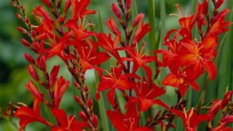 How to plant crocosmia bulbs - YouTube