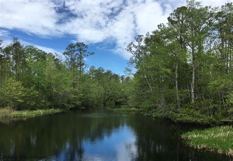 Alligator River National Wildlife Refuge - Exploring Nature by Sheila Newenham