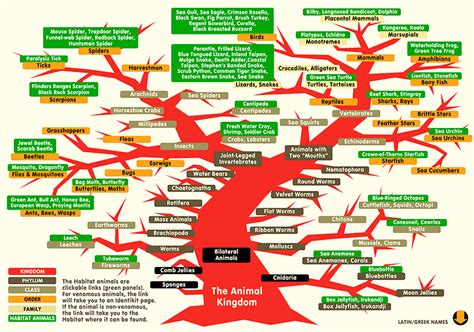 Animal Classification "Tree" with links | Animal classification, Homeschool science, Life science