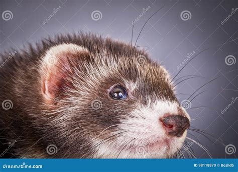 Portrait of sable ferret stock photo. Image of black - 98118870