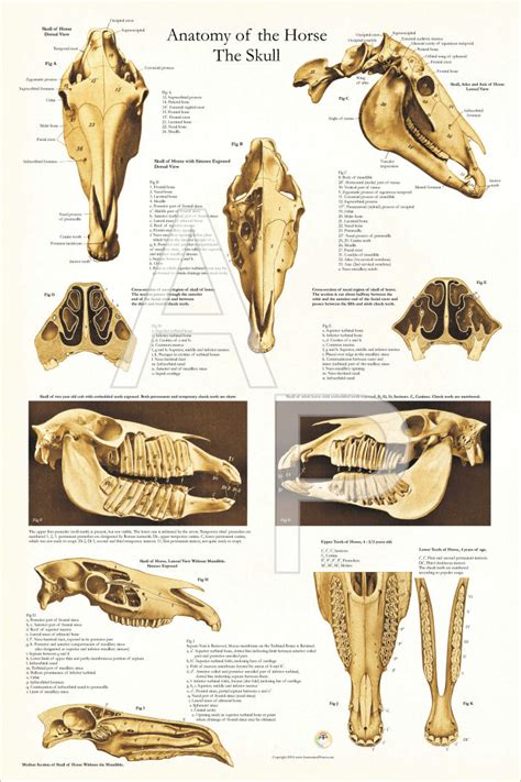 Horse Skull Anatomy Poster 24 x 36