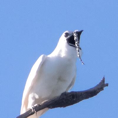 White Bellbird (Procnias albus) :: BirdWeather