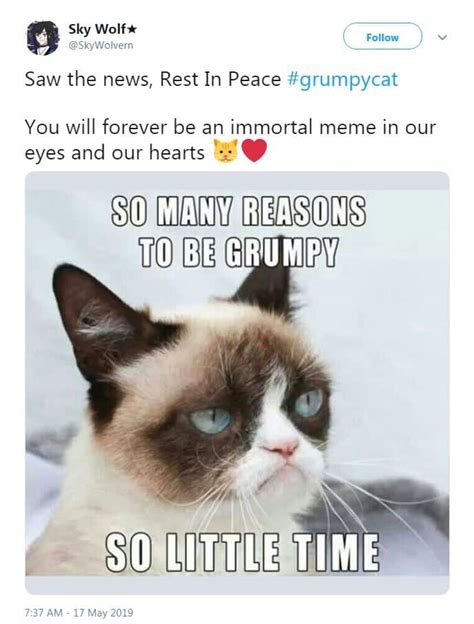 RIP Grumpy Cat: Looking back on her best memes | story | Kids News