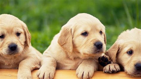 Three Puppies On Wooden Bench With Green Grass Background HD Animals Wallpapers | HD Wallpapers ...