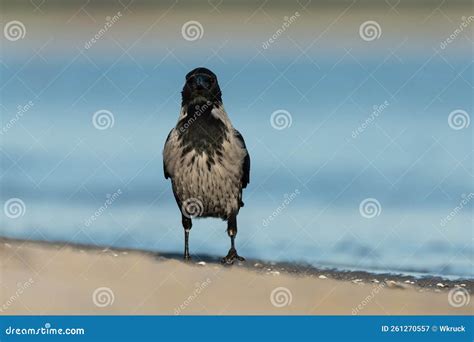 Hooded crow stock image. Image of shore, birdwatching - 261270557