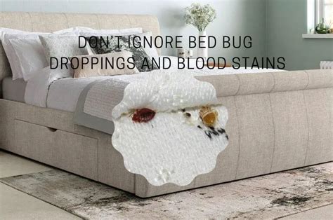 How to Remove Bed Bug Droppings and Blood Stains from Mattress