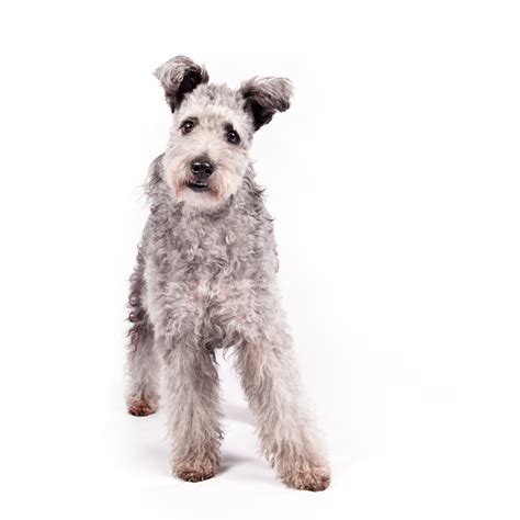 'Intelligent' And 'Whimsical': The Pumi Dog Breed Gains Full U.S ...