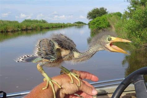 Baby Blue Heron : aww