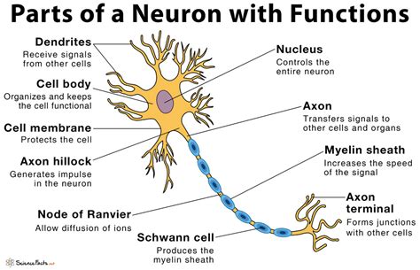 Nerve Cell Labelled Diagram Gcse