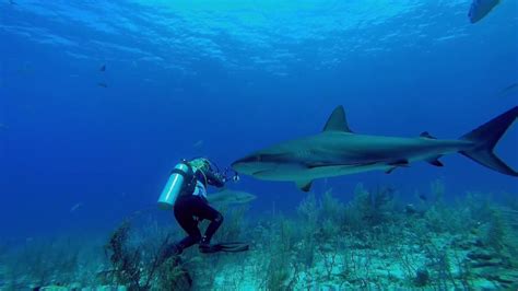 Bahamian Reef Sharks - YouTube