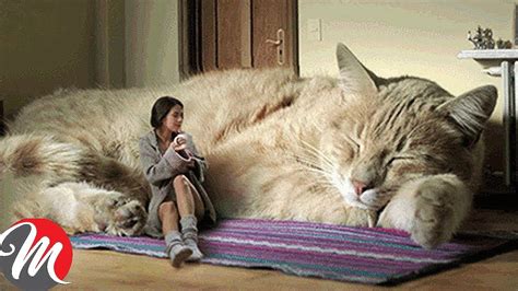 9 Most Biggest Cats In The World - YouTube