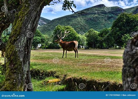 Lochranza deer stag stock photo. Image of moon, long - 170193968