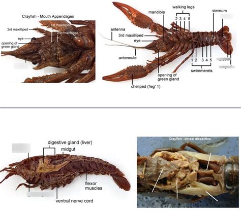 Phylum Crustacea Class Malacostraca Crayfish Anatomy Diagram | Quizlet