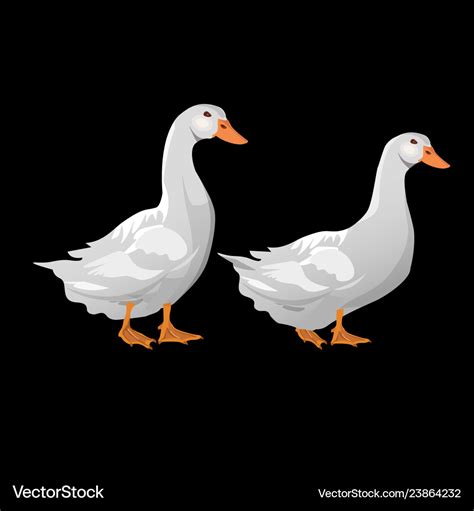 Domestic white ducks Royalty Free Vector Image