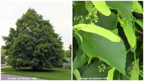 11 Different Types of Linden Trees (with Photos)