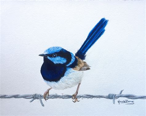 Blue Wren PRINT Coloured pencil art Birds Wildlife | Etsy