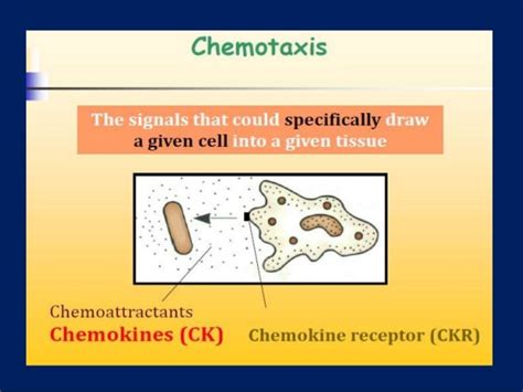 Chemokines